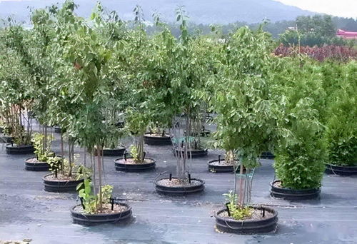 園林景觀綠化施工必懂 噴泉設計核心要素解析